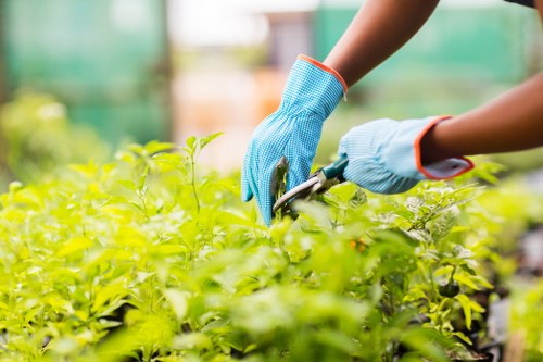 Seasonal garden maintenance in a Frognal outdoor space