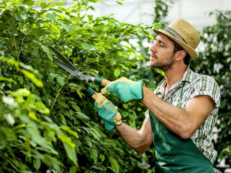 Overgrown garden in Frognal being cleared by a professional team