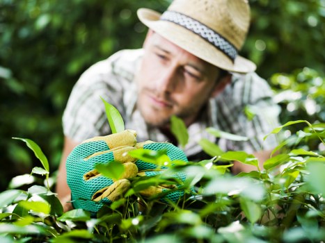 Resolving a gardening service complaint professionally