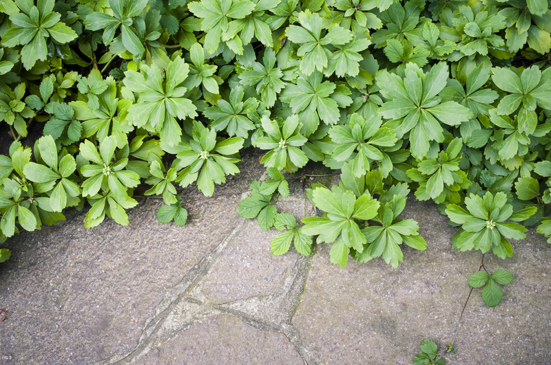 garden maintenance garden